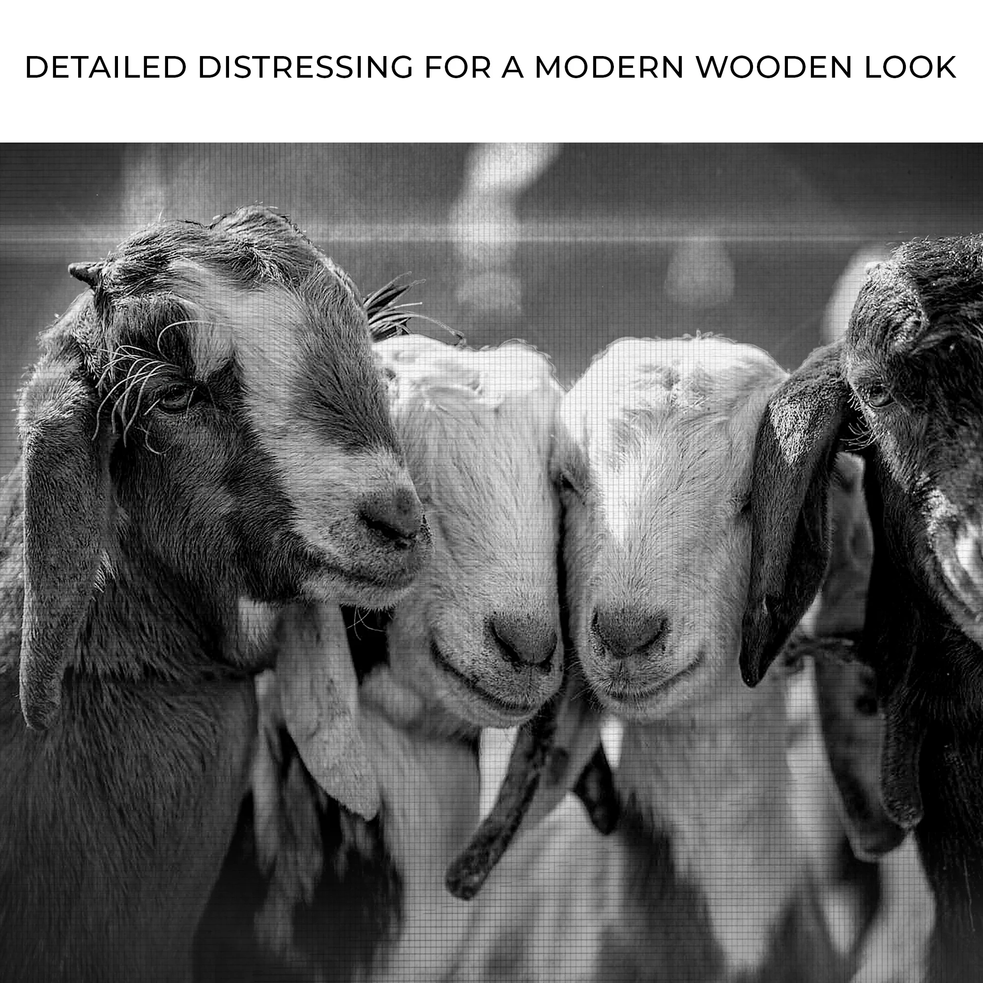 Black And White Baby Goats Canvas Wall Art - Image 4