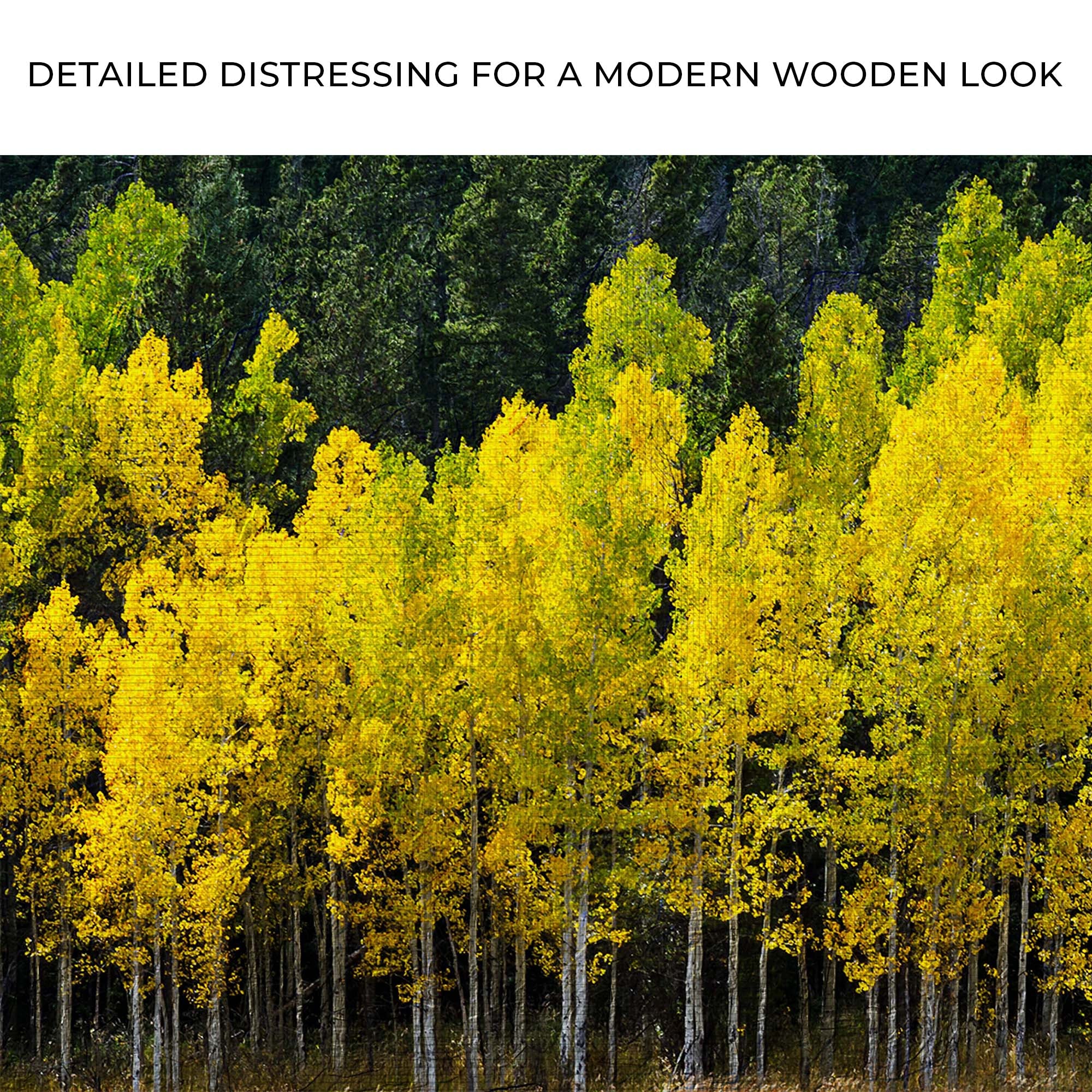 Colorado Aspen Grove Canvas Wall Art - Image 4