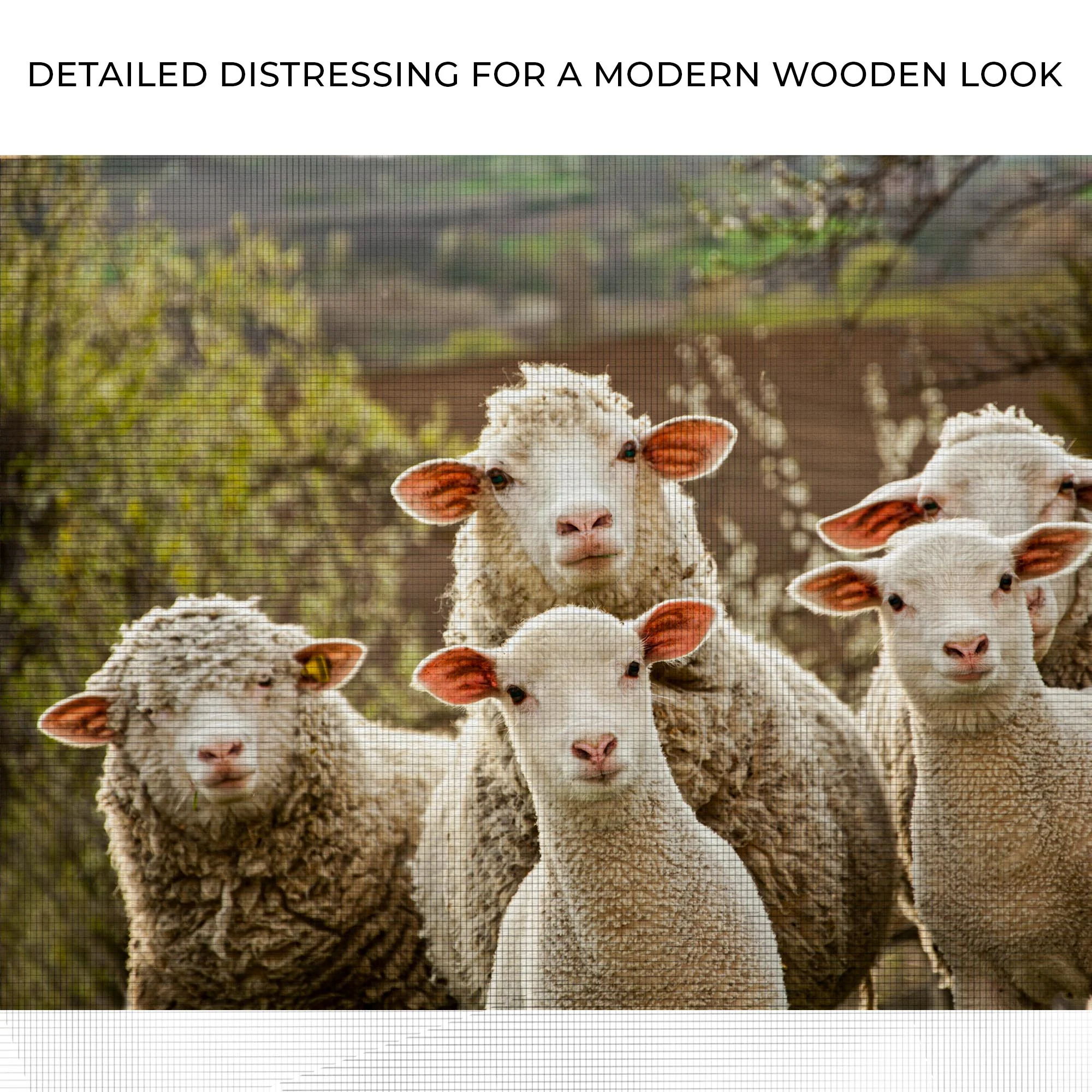 Curious Sheep Canvas Wall Art - Image 4