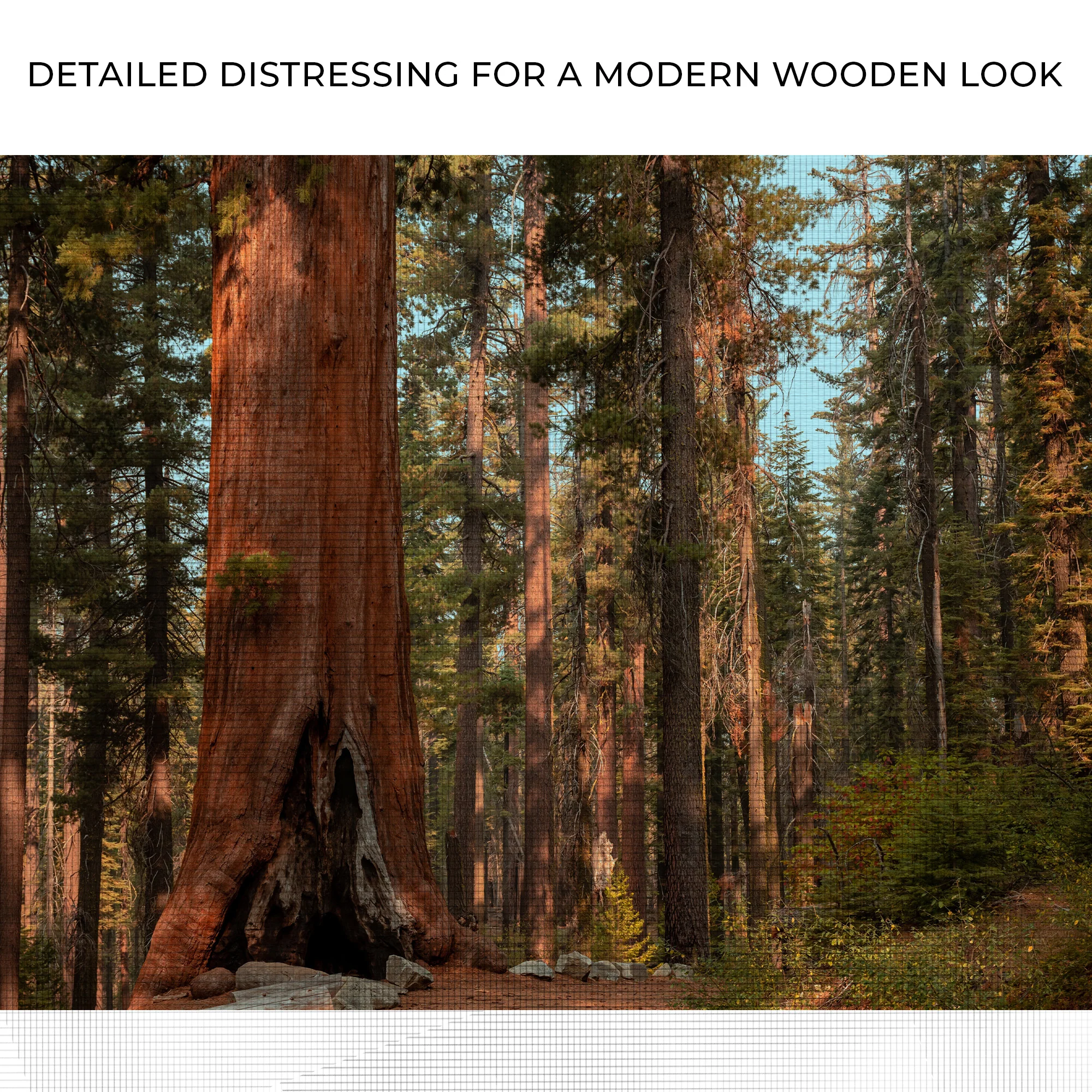 Sequoia Trees Canvas Wall Art - Image 4