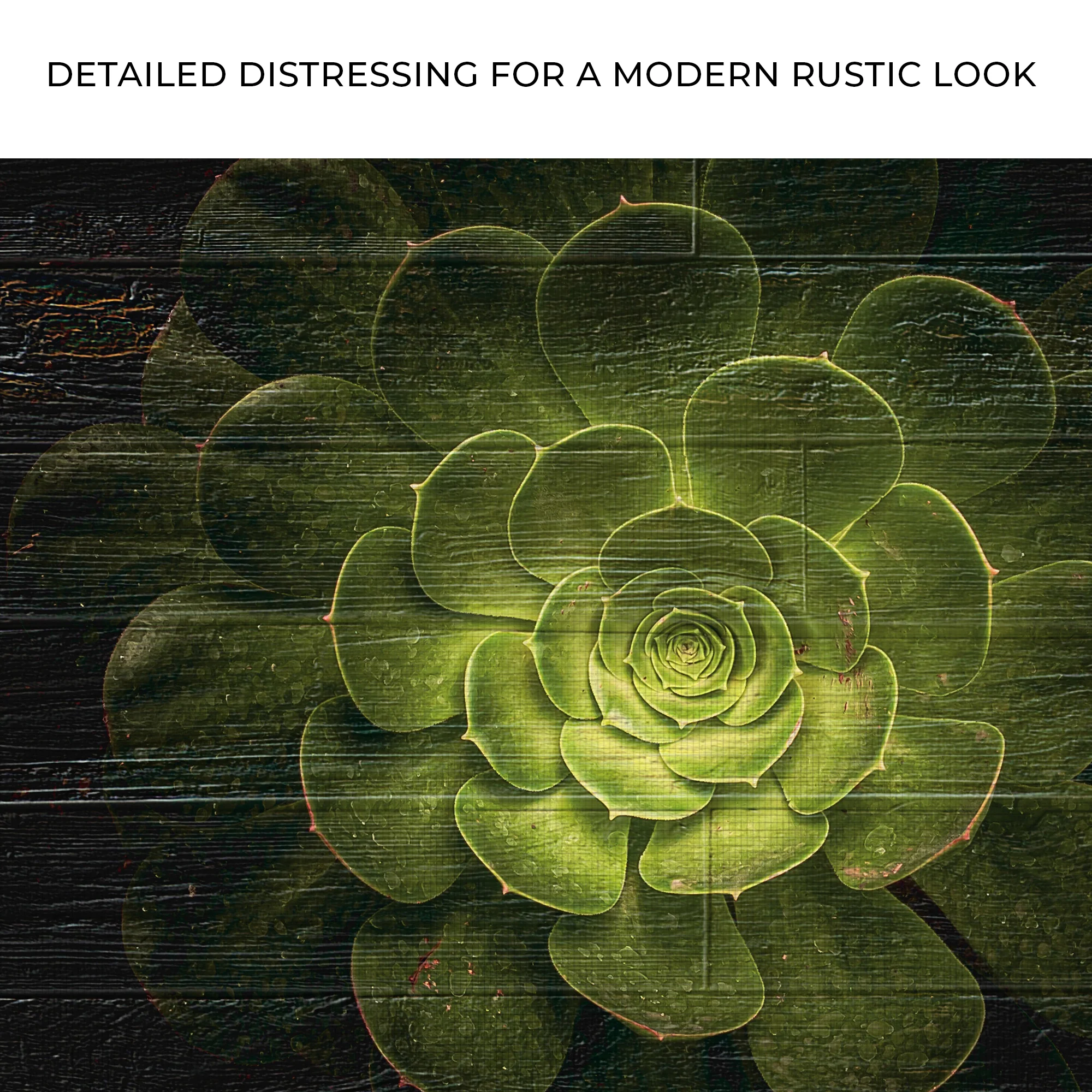 Succulent In Macro Lens Canvas Wall Art - Image 4
